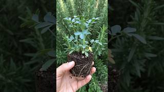 What is the trick for your rue plant to grow well