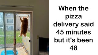 Cat Memes You’ll Want To Tag Your Cat In