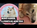 Murió Kabosu, la perrita japonesa de los memes virales | El Espectador