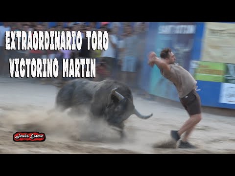 EXTRAORDINARIO TORO VICTORINO MARTIN