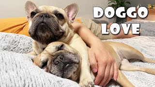 Does Your Dog Love You? 10 Signs Your Dog Loves You