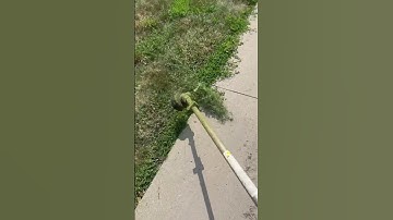 Perfect edges with a string trimmer #foryou #subscribe #satisfying #watch #shortsvideo #viral #short