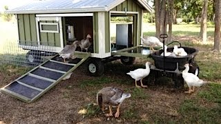 Portable Goose Wagon Coop and Pond with Rain Catchment System