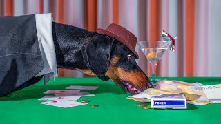 Beginner's Luck! Cute & funny dachshund dog video!