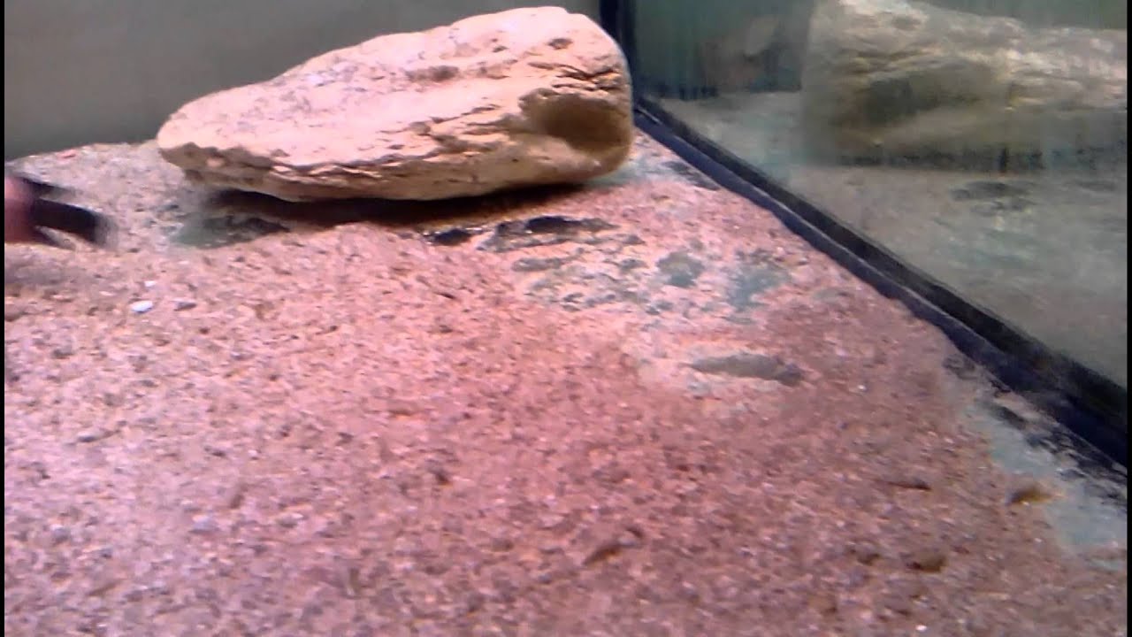 Tropheus Rutunga Tropheus sp black rutunga - YouTube