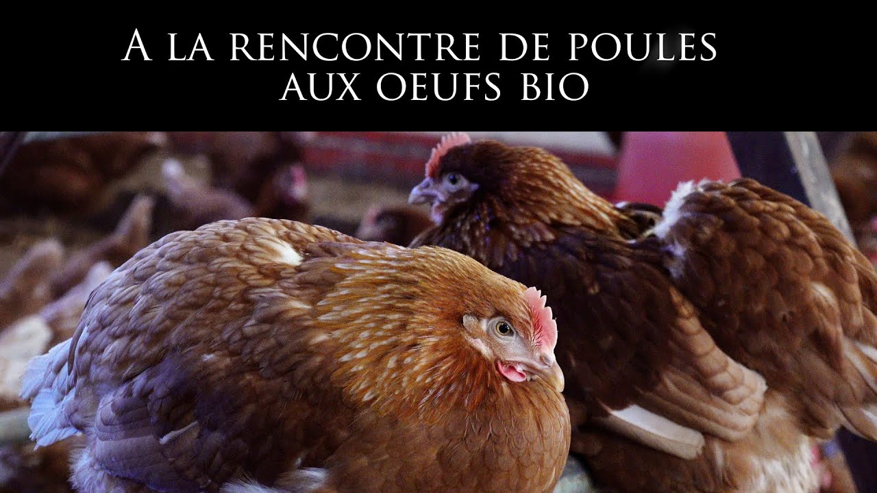 A la rencontre de poules aux œufs bio...