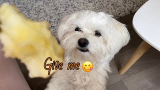 Maltese dog loves apple: she finally got my apple by Maltese story 15 views 1 year ago 1 minute, 30 seconds