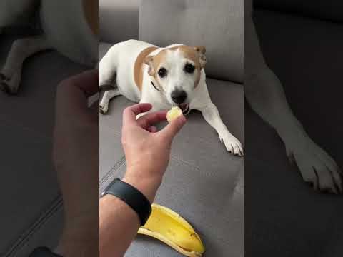 Видео: Помощ за кучета с хранителна агресия