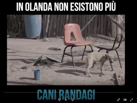 Video: Romania Nessun Rifugio Sicuro Per I Cani Randagi