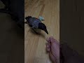 Funny crow finds money