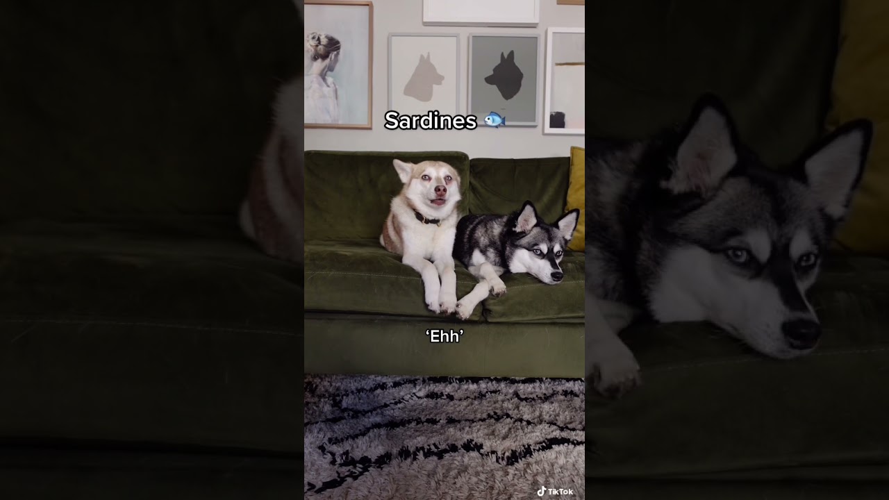 Can Dogs Be Allergic To Sardines