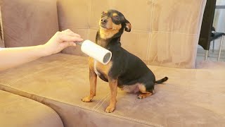 DOG vs LINT ROLLER [ FUNNY DOG VIDEO] [DOG REACTION] [SMALL DOG]