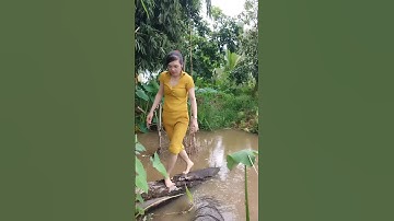 Đặt lợp cá lóc đồng mùa nước nổi#xuhuong2024 #xuhuongyoutube #321shorts #shrots