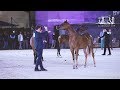 مهرجان الشرقية الدولي للخيل العربية الأصيلة 2019 