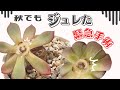 秋でもジュレたエケベリアを緊急手術！【 多肉植物 / succulents 】