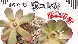 秋でもジュレたエケベリアを緊急手術！【 多肉植物 / succulents 】