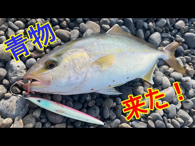 真夏の激渋サーフでショアジギング 撃投ジグレベルで青物ゲット
