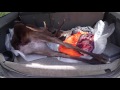 New Zealand Red Stag hunting