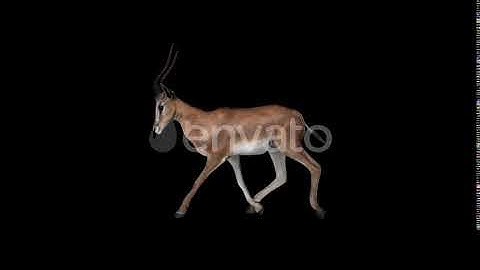 Gazelle Fast Walk | Motion Graphics - Envato elements