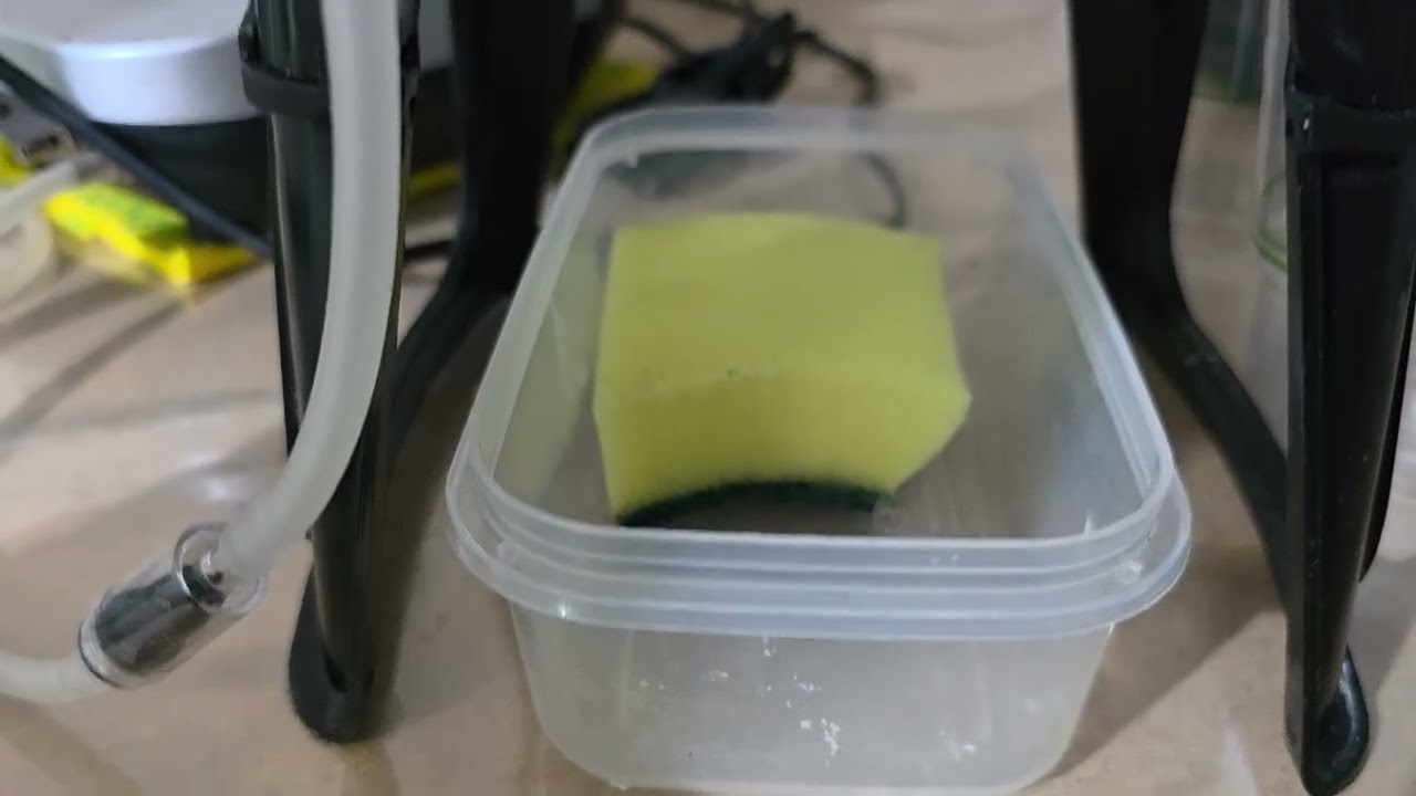 Betta Super red HMPK and Platinum white fry and new fish breeding shelf unit.    