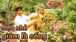 Cách giâm cành hoa giấy sống 100/100 . Cây ra rễ cực mạnh