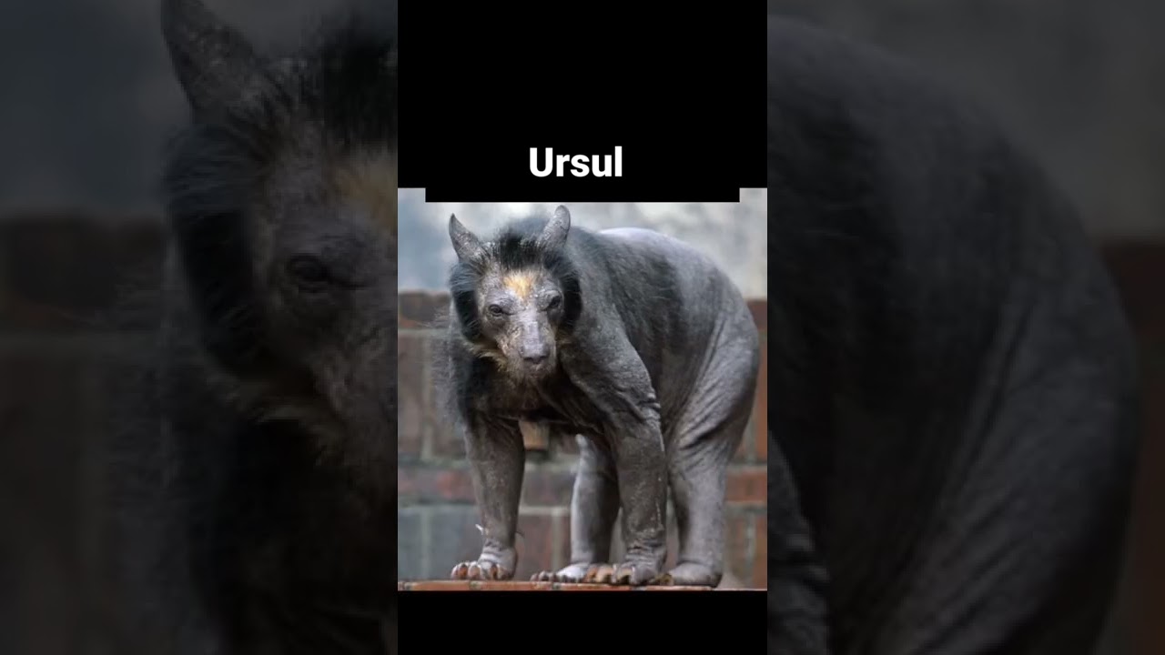 ANIMALE Pe Care NU Le-Ai Vazut Fara PAR 