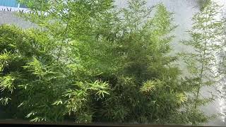Timelapse: Bamboo morning/afternoon