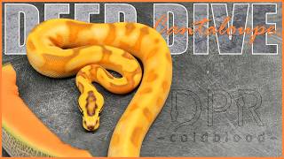 CANTALOUPE Ball Python Gene - DEEP DIVE