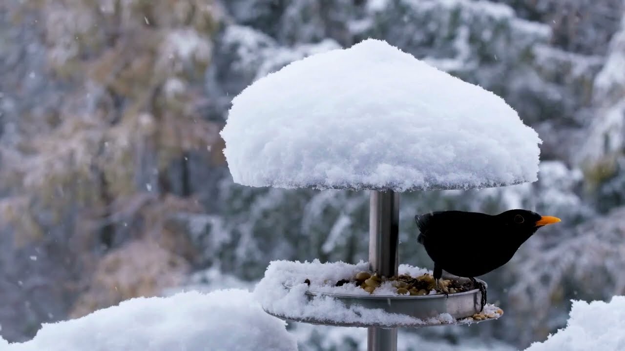 I tre giorni della merla 🐦‍⬛🐦‍⬛🐦‍⬛