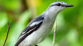 Download Lagu SUARA BURUNG KAPASAN KEMIRI MP3