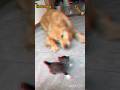 cat vs dog #viralshorts #youtube #catlover #funny #cat