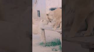 Loin Attack On Other One