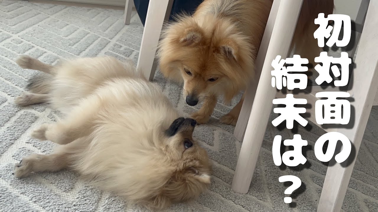 【初対面】ごまをお迎えした日｜先住犬むぎの反応は…？