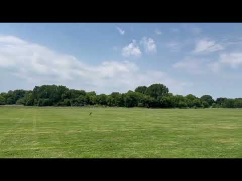 Finn Proctor & Amadeus Men's Classic Plastic Xtreme Distance Record