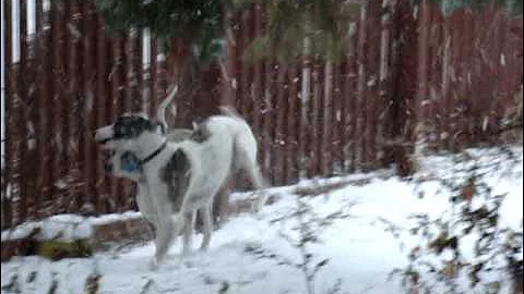 Whippet Turner ( White ) 6.5 months old. First snow. Playing with his Parents.