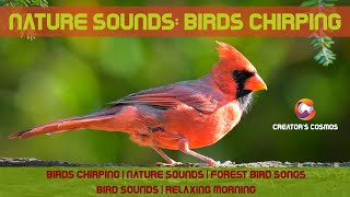 Nature Sounds: Birds Chirping | Nature Sounds | Forest Bird Songs | Bird Sounds | Relaxing Morning