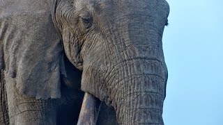 A Close-Up with One Ton the Super Tusker @Africamvideos