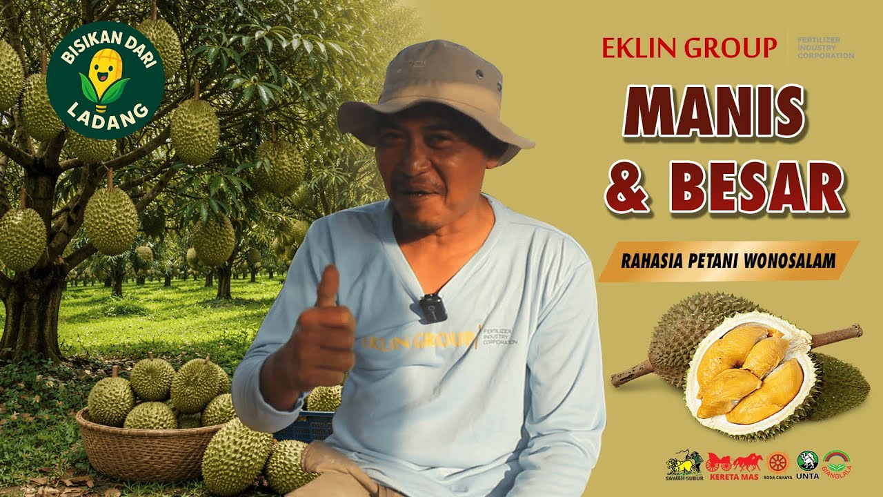 Petani Durian Wonosalam Bongkar Tips Agar Durian Manis & Besar!