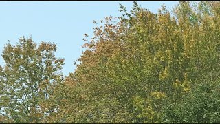 How is the foliage doing in western Massachusetts?