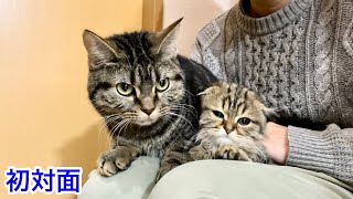 子猫を初めて親友と対面させたら仲が良すぎてこうなりましたw