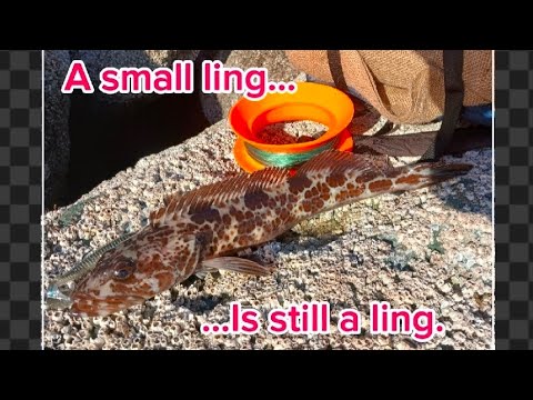 Handline fishing for lingcod
