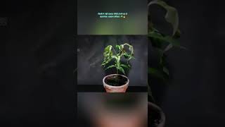 1 लीची से तैयार हुआ पूरा पेड़ 😱🌱 | Lychee Growing Secret Revealed |#shorts