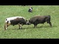 ZEĆO(Vlasnik Arnes Kubat) -LOZONJA(Vlasnik Almedin Hajdarević).....KORIDA RIČICA 14.08.2022.