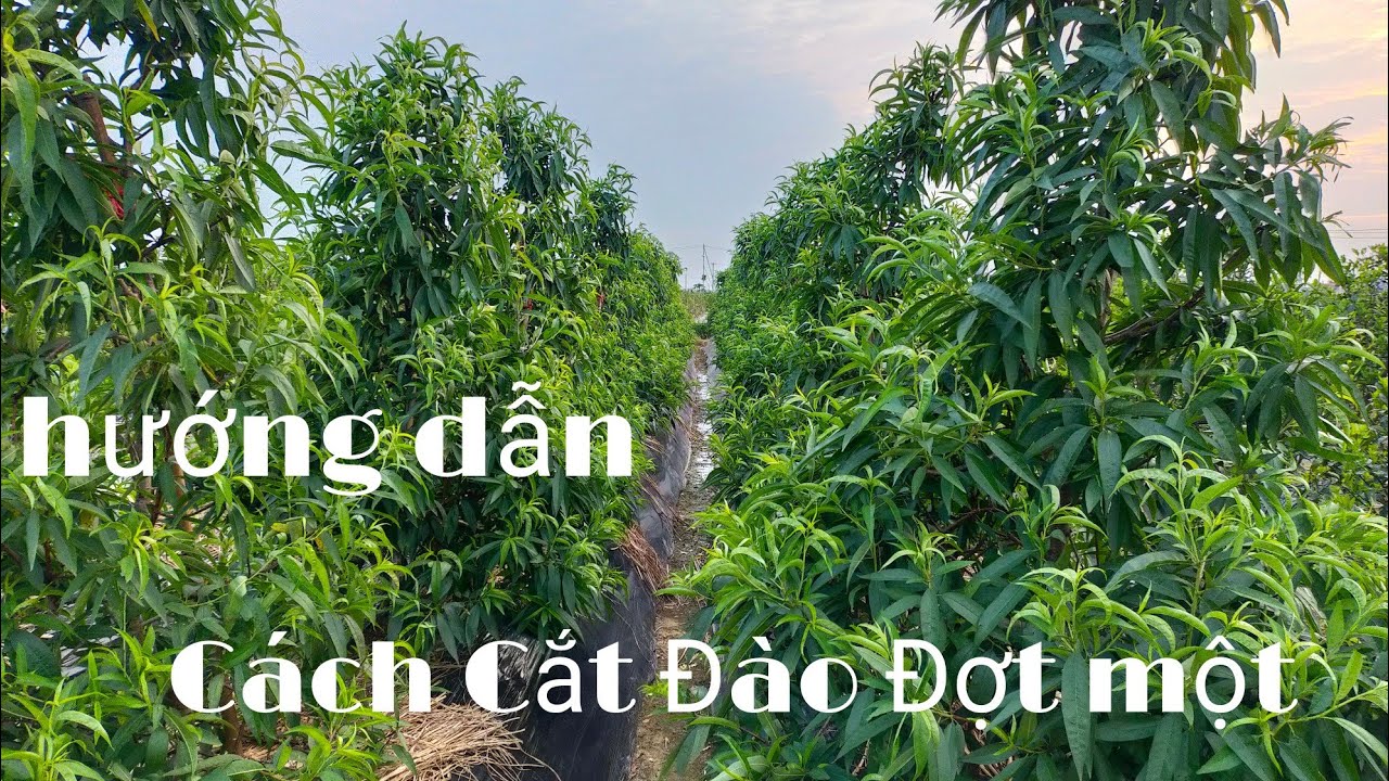 Cách chăm sóc và cắt tỉa cây đào tết