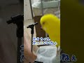 ひとことだけ残して飛び去るトリ