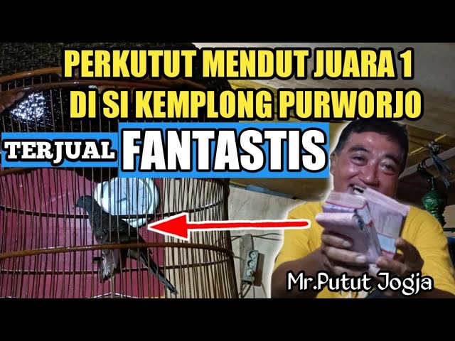 PERKUTUT MENDUT JUARA 1 . TERJUAL FANTASTIS😱DI BELI PRESIDEN JOGJAKARTA @arifinperkutut284 class=