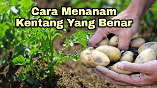 Cara Menanam Kentang Yang Benar
