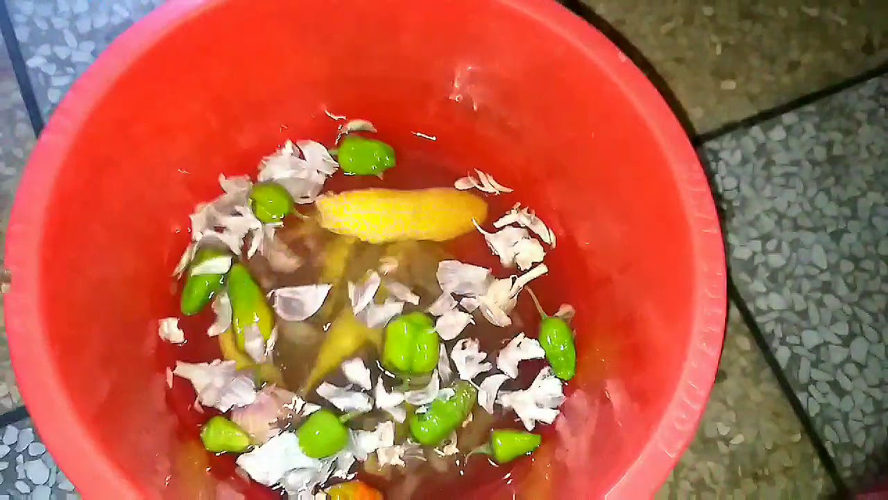 best-homemade-liquid-fertilizer-for-all-plants