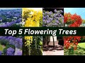 Top 5 flowering trees  best flowering trees  fastest growing trees  best trees in india 