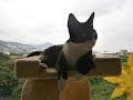 Cuál Es El Mejor Árbol Para Gatos I Cómo Armar Una Torre Para Gatos I Gimnasio Para Gatos